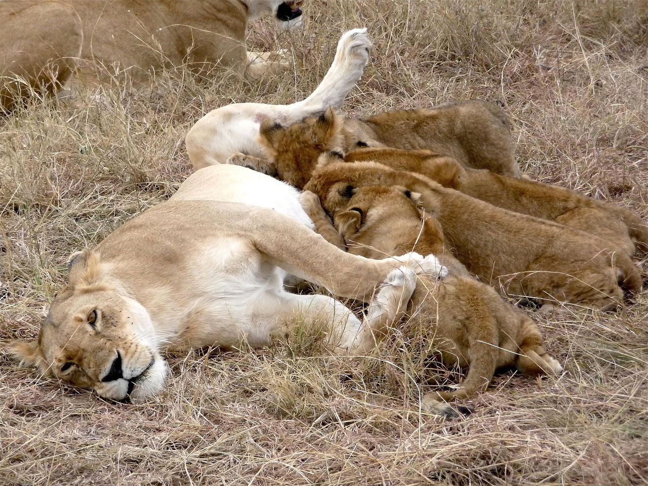 2-Day Tsavo East Safari Combined with Mombasa City Tour