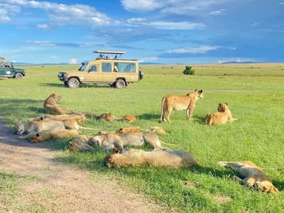 6-Day Maasai Mara, L-Nakuru & Amboseli Mid-Range Safari