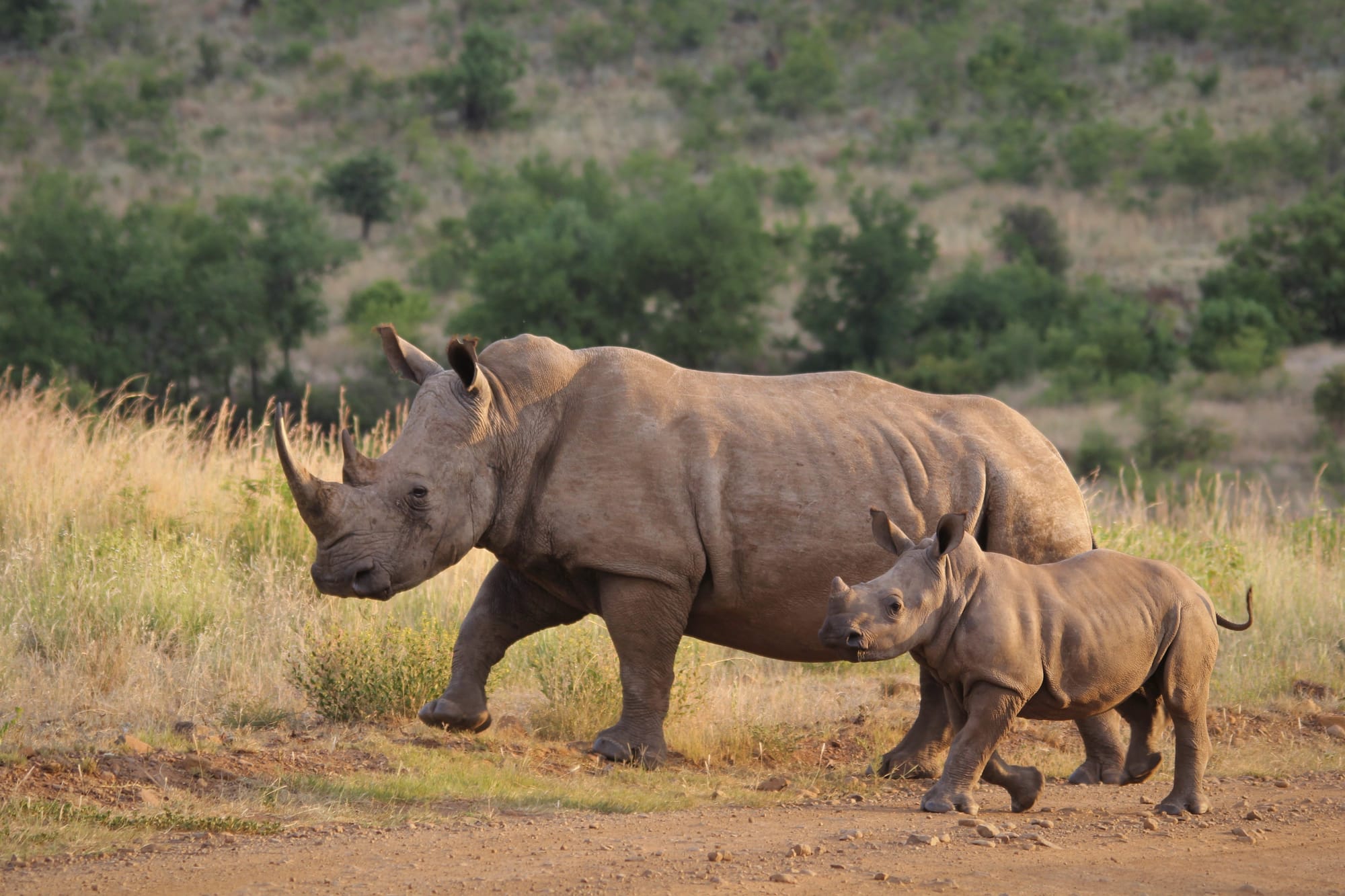 2-Day Lake Nakuru NP Mid-Range Private Safari with a Van