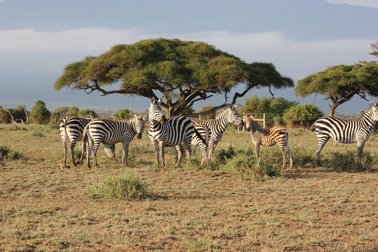 2-Day Private Safari to Amboseli NP from Nairobi by Van - Copy