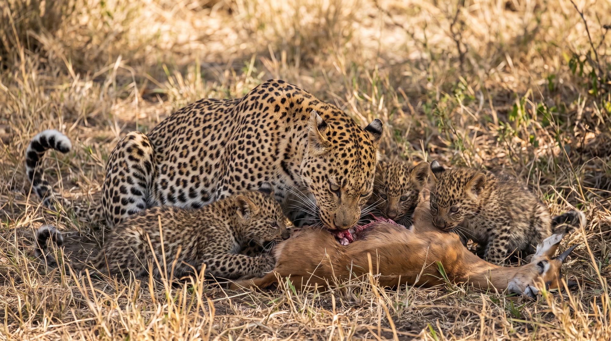 2-Day Salt Lick & Ngutuni Private Tour with a Safari Van
