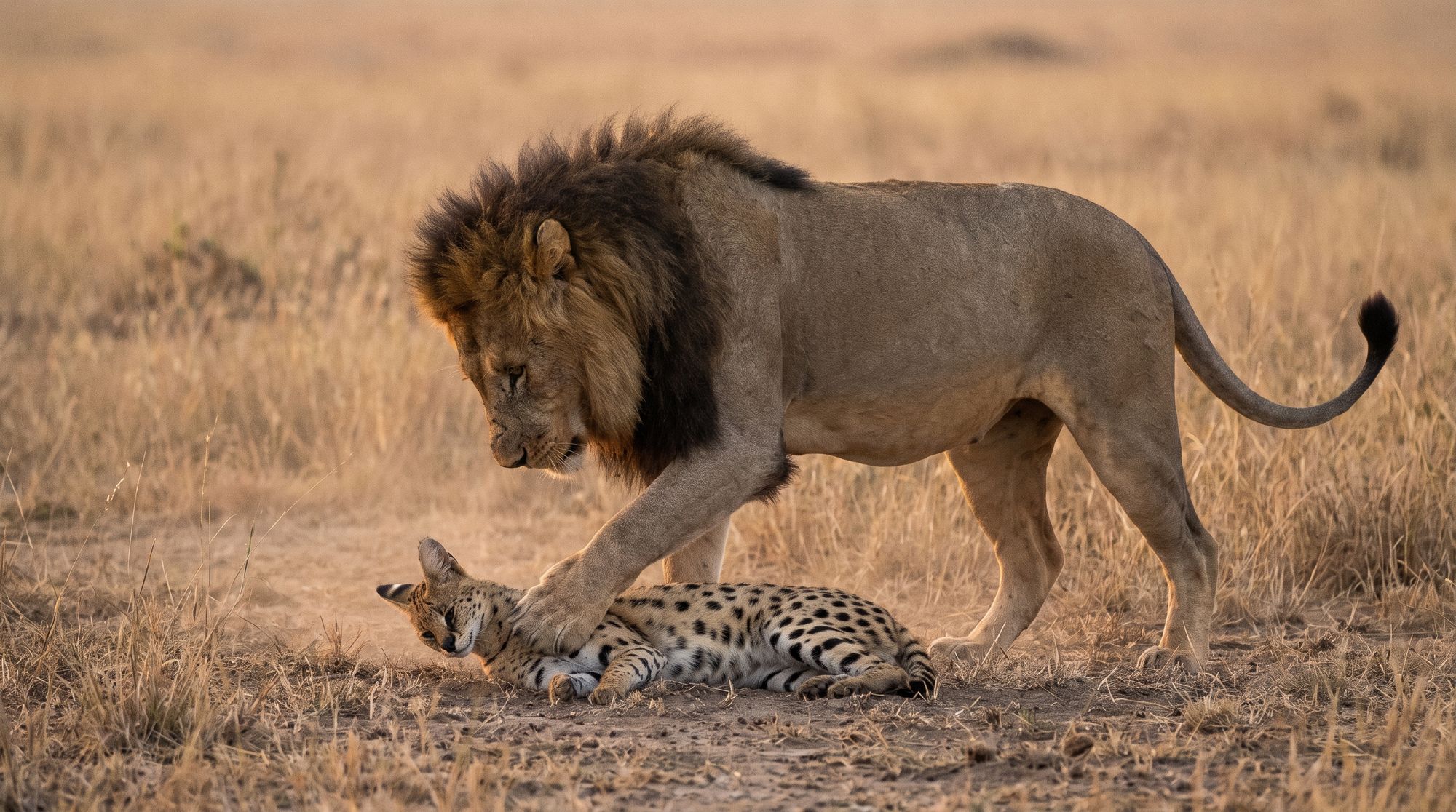 2-Day Saltlick Lodge Private Safari from Diani by Van