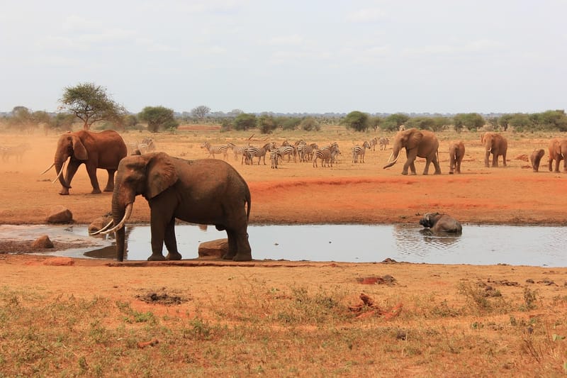 3 DAYS, 2 NIGHTS PRIVATE SAFARI TO TSAVO EAST NATIONAL PARK