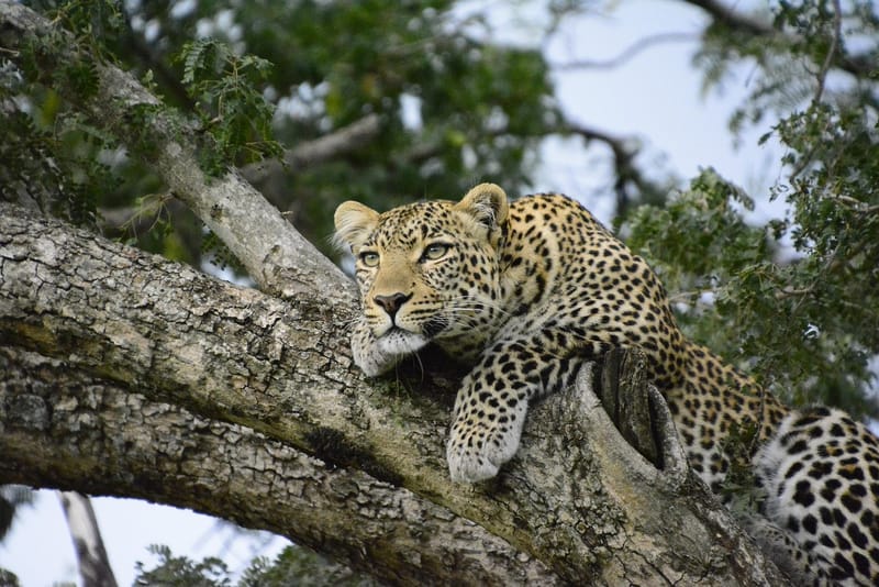 10 Must-See Safari Destinations in East Africa