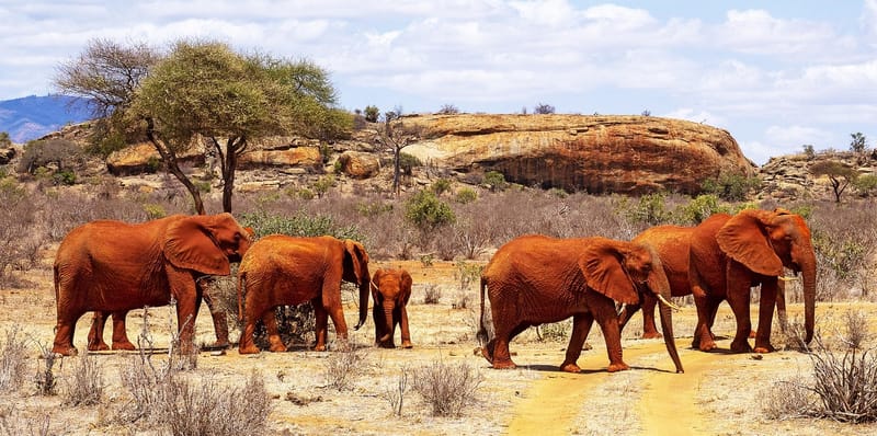 TSAVO EAST FULL DAY PRIVATE TOUR IN A VAN FROM MOMBASA / DIANI / MALINDI