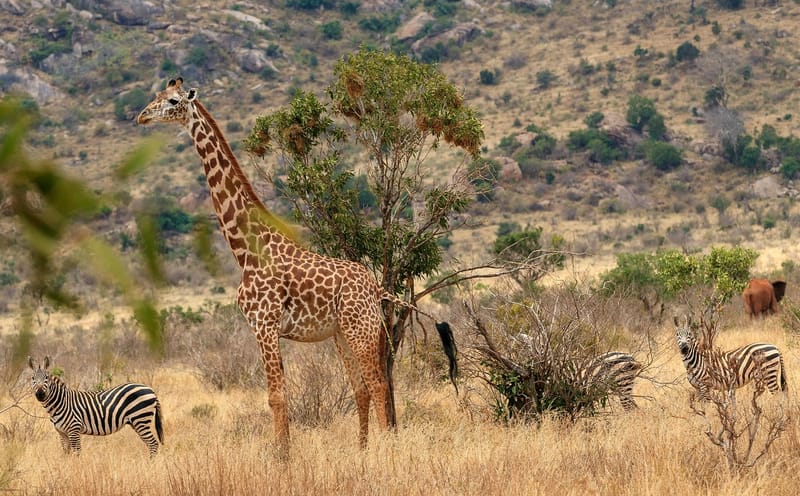 3 DAYS, 2 NIGHTS PRIVATE SAFARI TO TSAVO EAST & WEST NATIONAL PARK