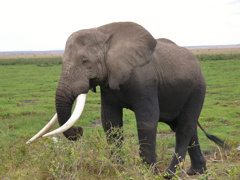 1-Day Amboseli Private Daytrip from Nairobi Budget Safari by Van