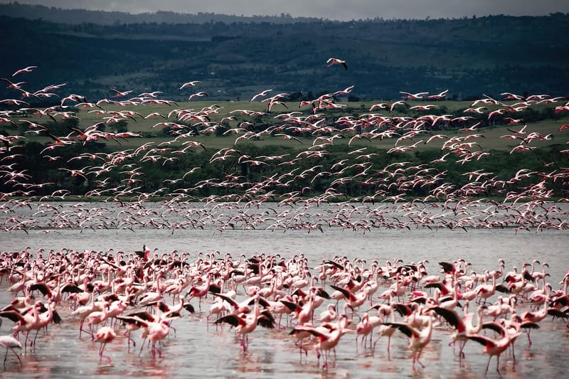 LAKE NAKURU NATIONAL PARK PRIVATE FULL DAY TOUR FROM NAIROBI