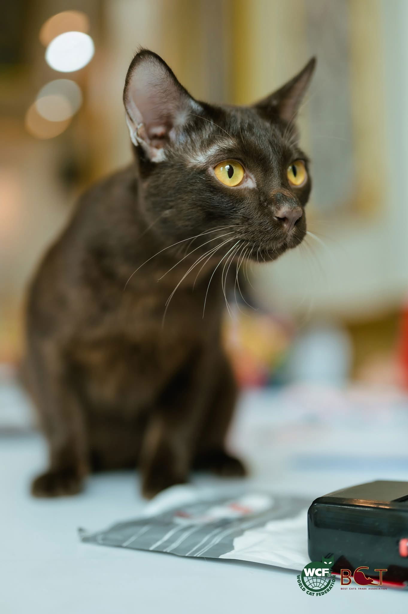 WCF Thailand Novice Class and Junior Class