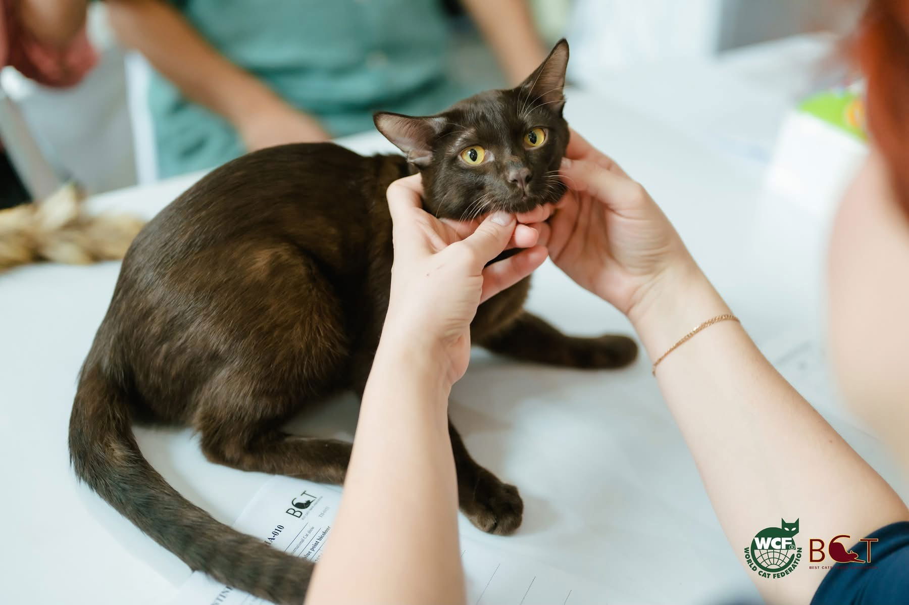 WCF Thailand Novice Class and Junior Class