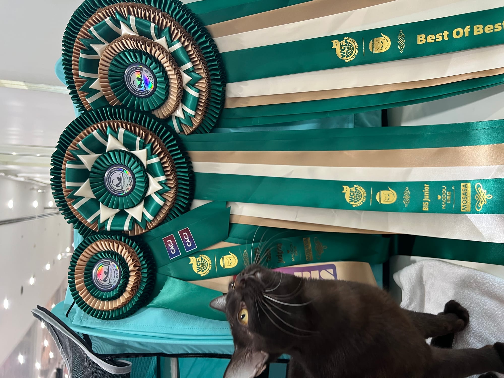 WCF Thailand Novice Class and Junior Class