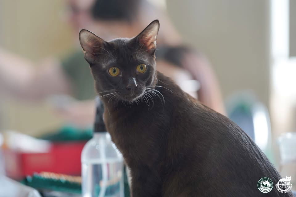 WCF Thailand Novice Class and Junior Class