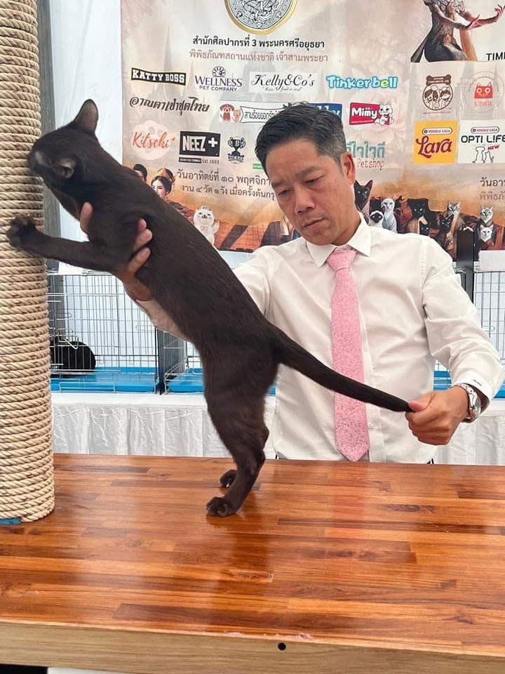 Thai Ancient Cat Shows