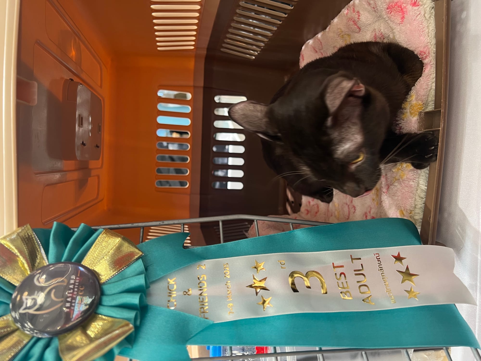 Thai Ancient Cat Shows