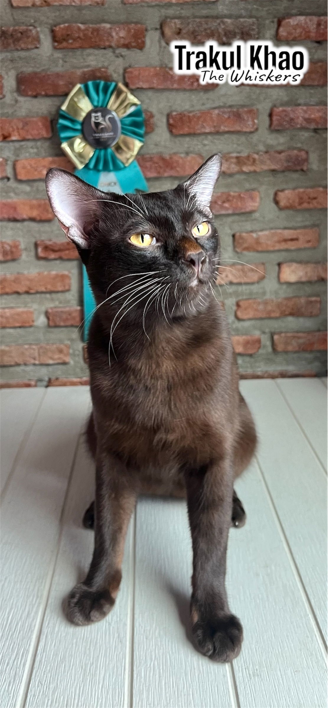 Thai Ancient Cat Shows