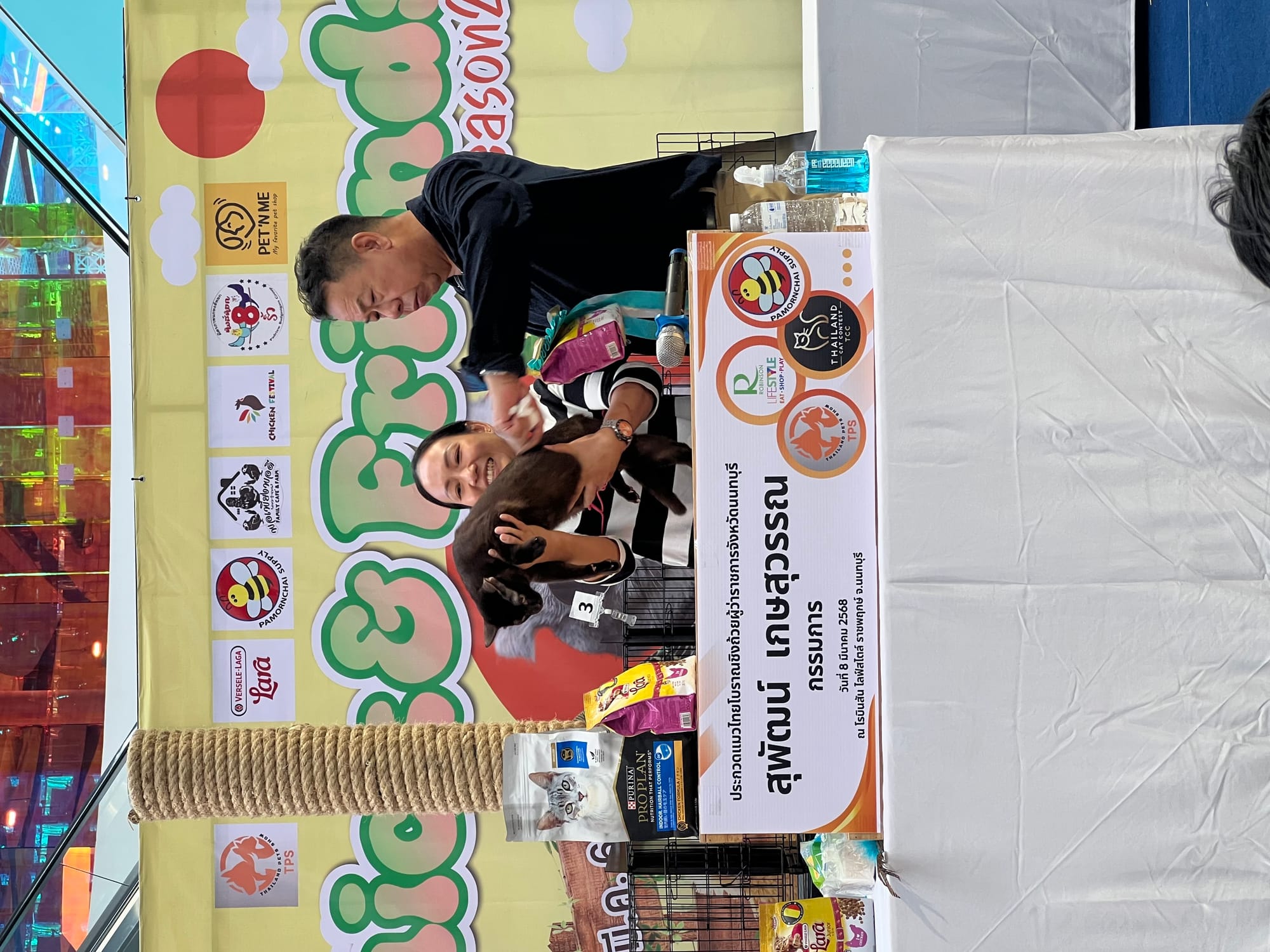 Thai Ancient Cat Shows