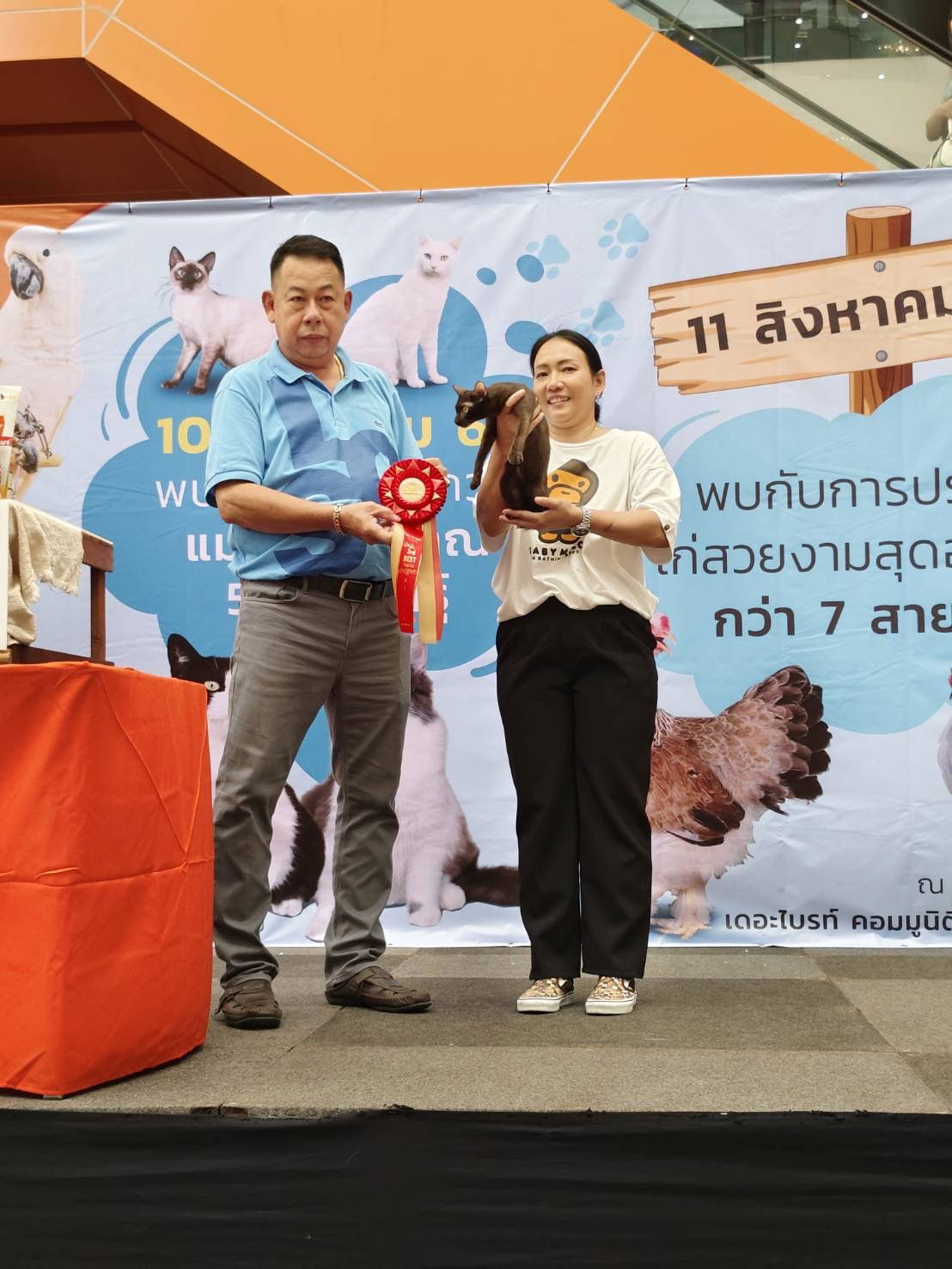 Thai Ancient cat  Shows