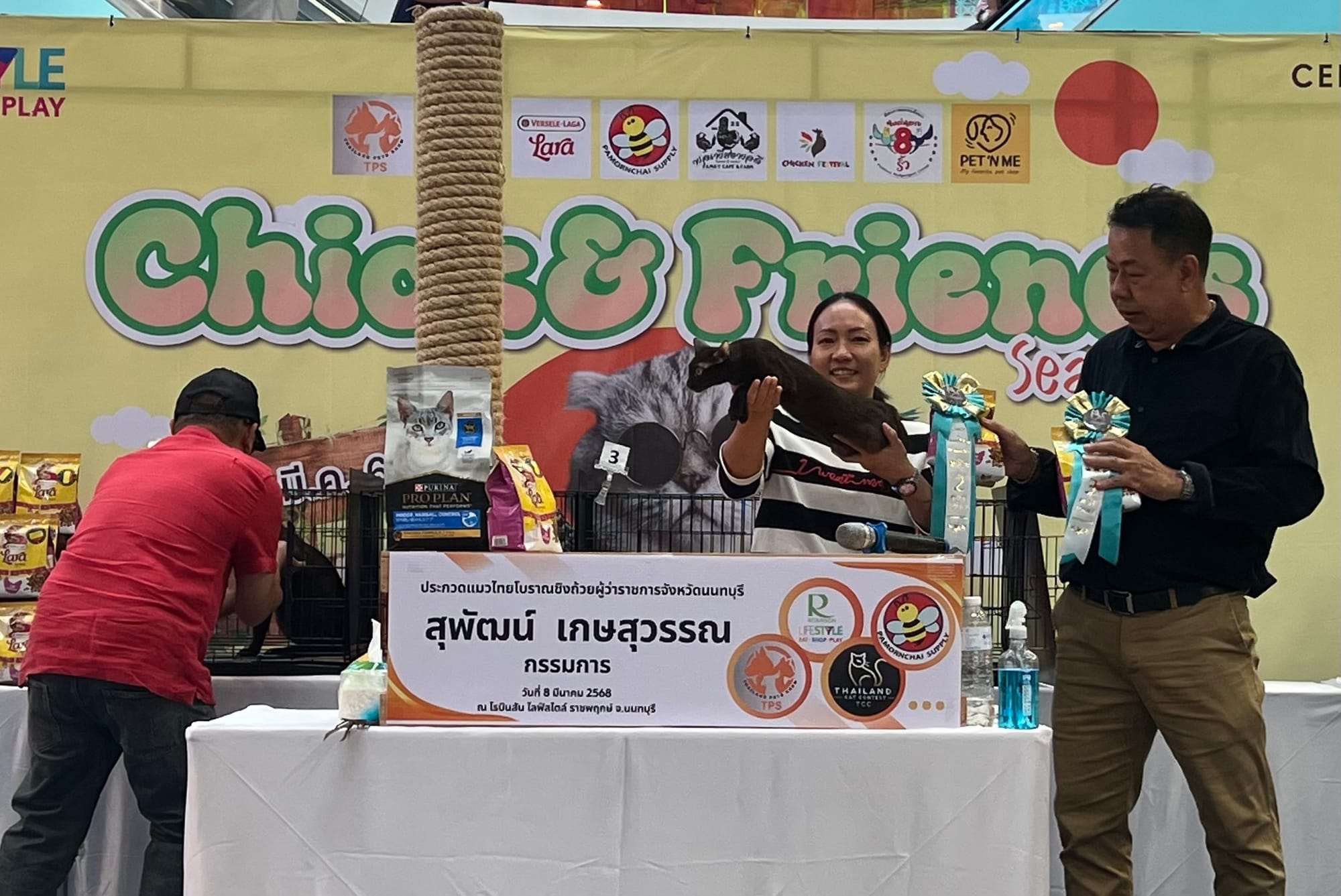 Thai Ancient cat  Shows