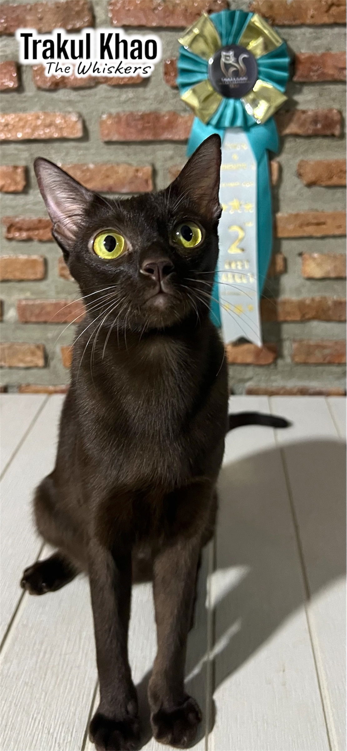 Thai Ancient cat  Shows