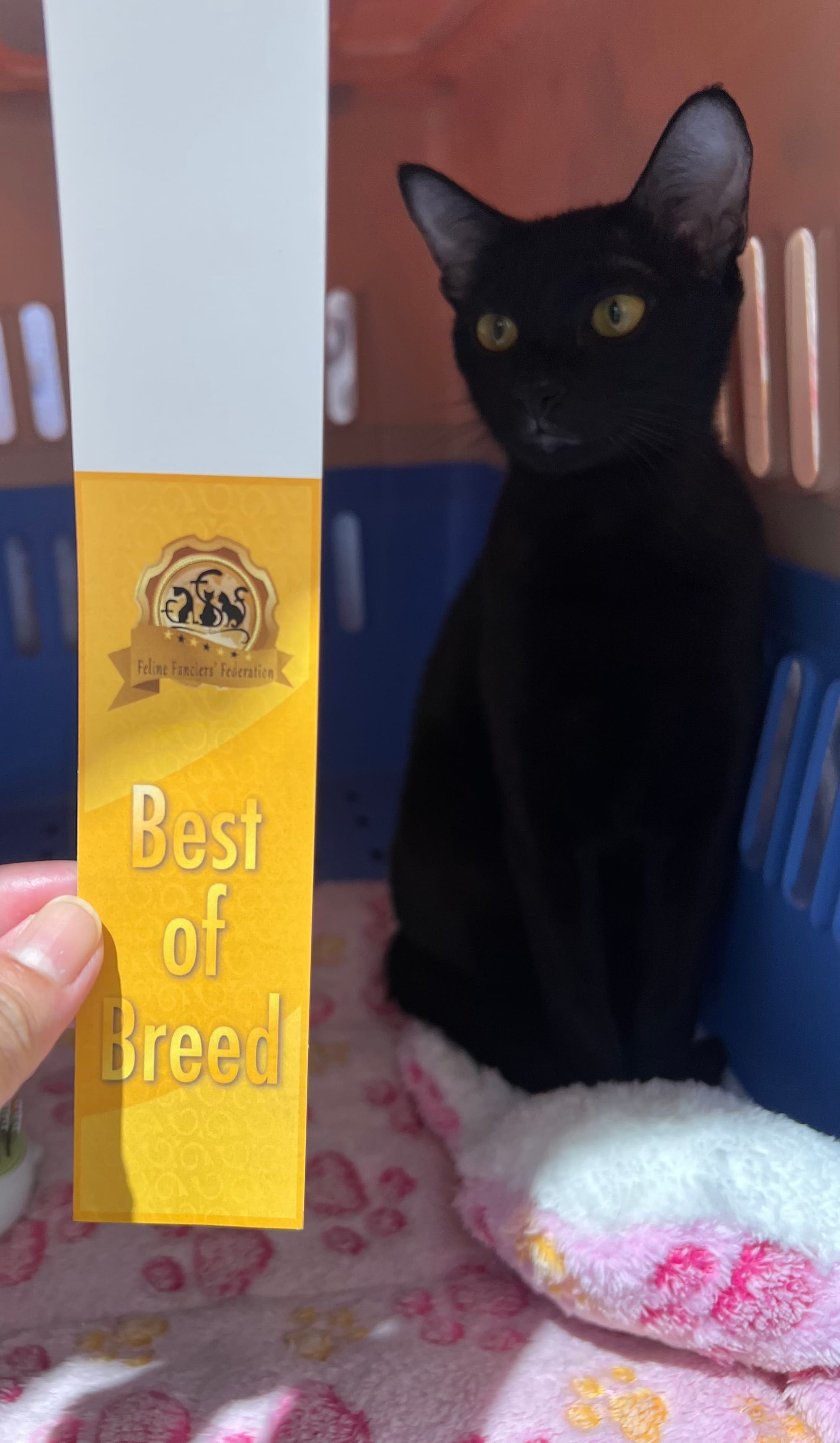 Thai Ancient Cat Shows