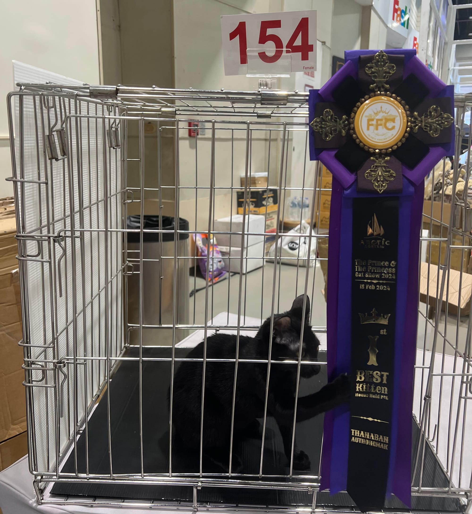 Thai Ancient Cat Shows