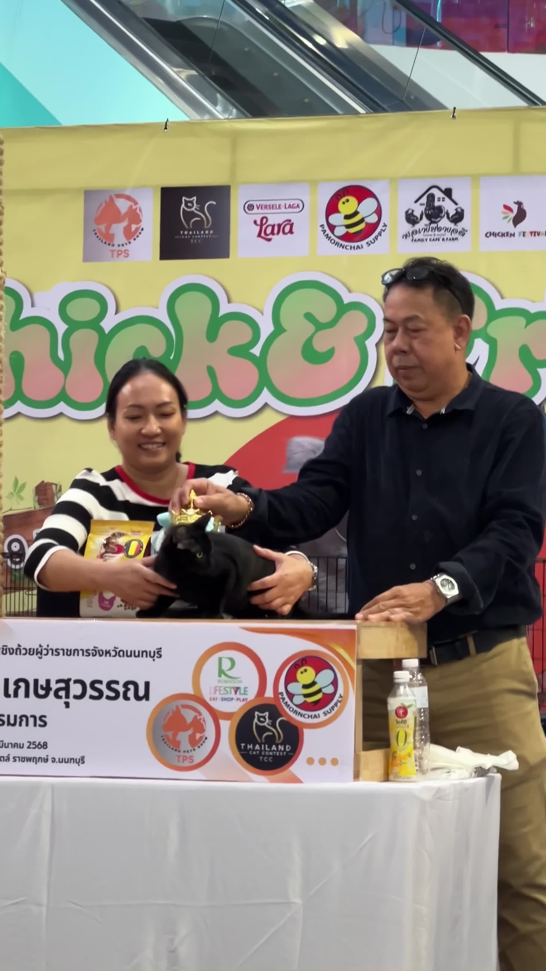 Thai Ancient Cat Shows