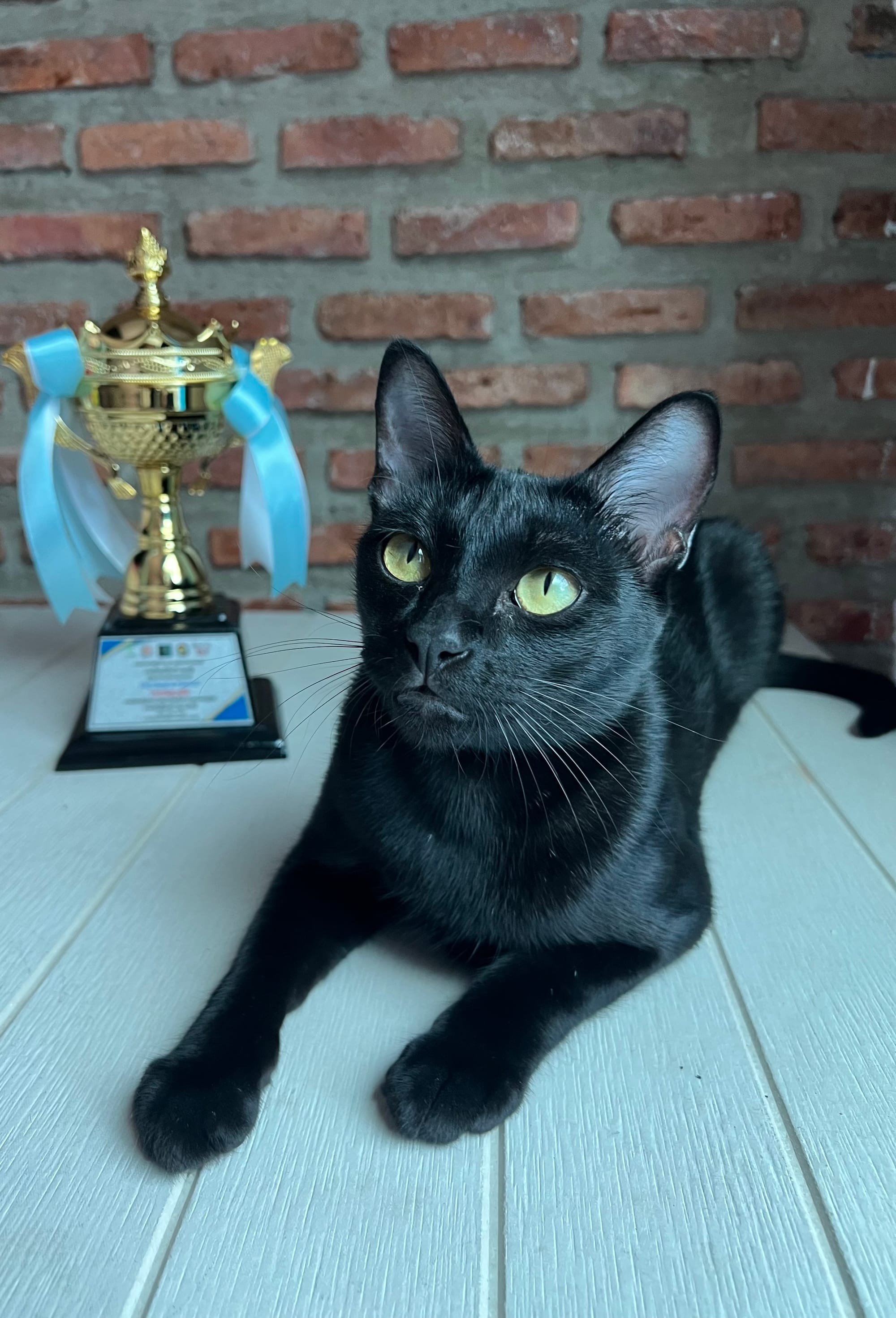 Thai Ancient Cat Shows