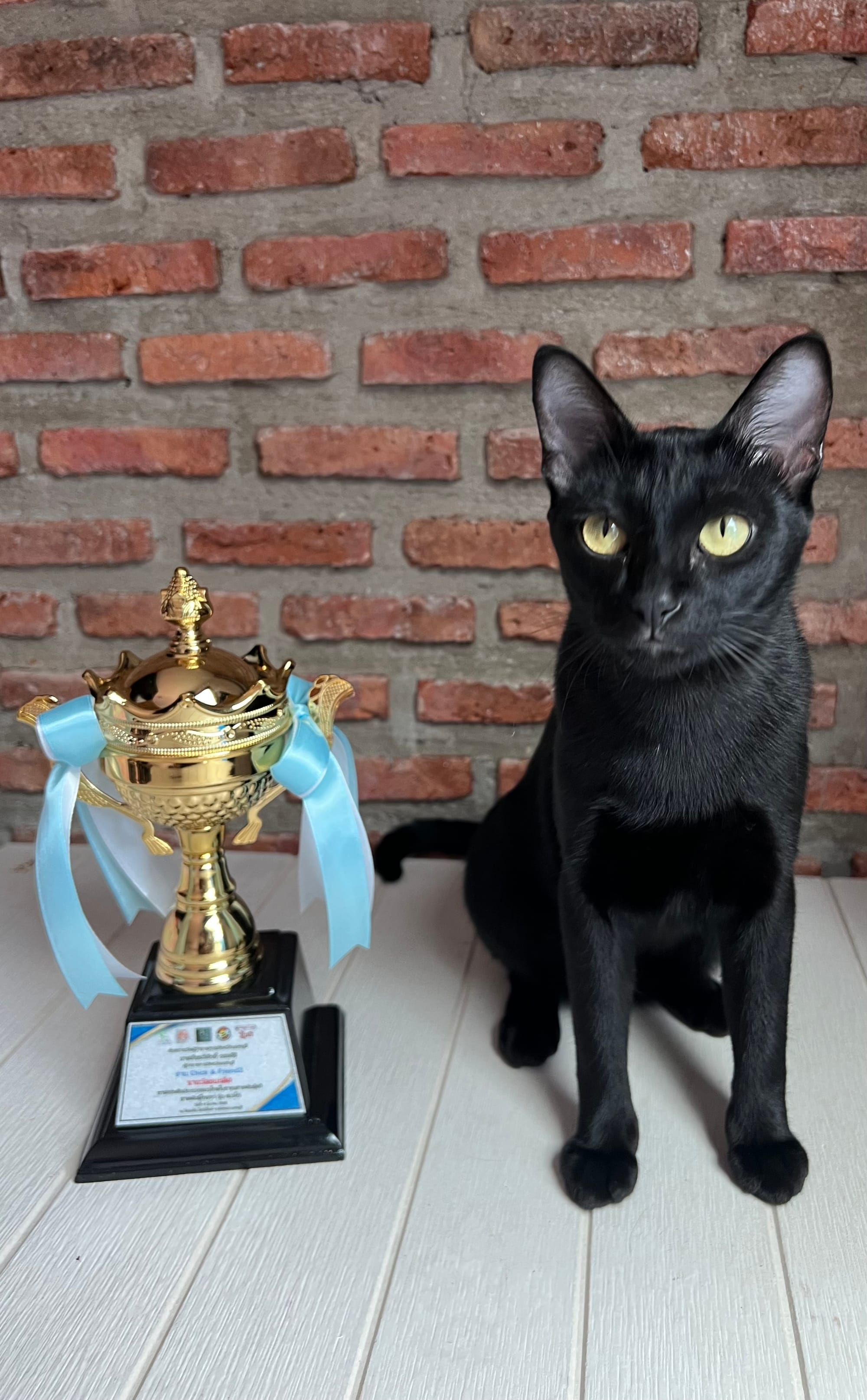 Thai Ancient Cat Shows