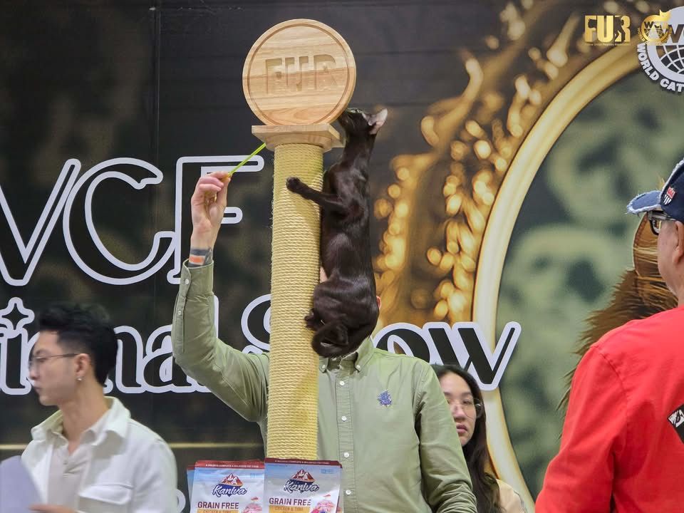 WCF Thailand by FUR 14-15 July 2025