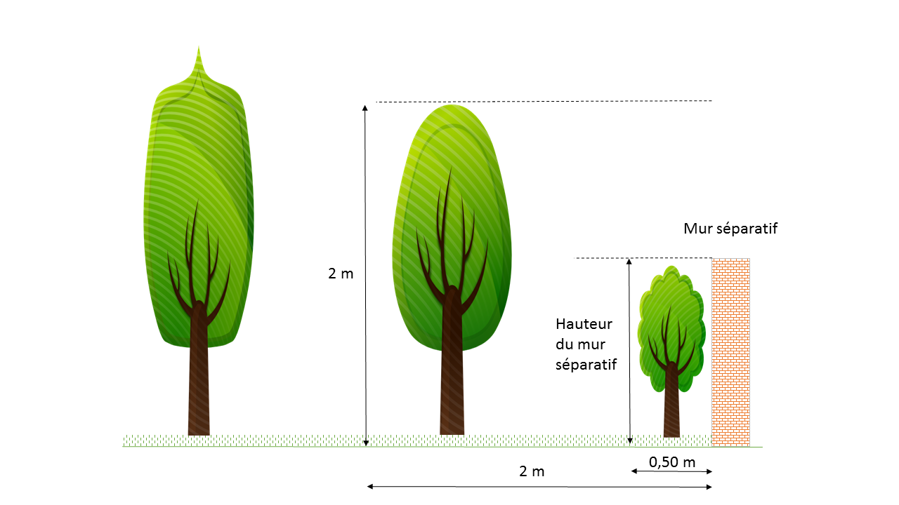 La réglementation sur les arbres et arbustes