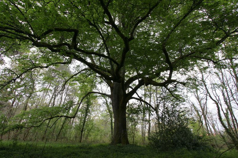 Dix idées reçues sur les arbres