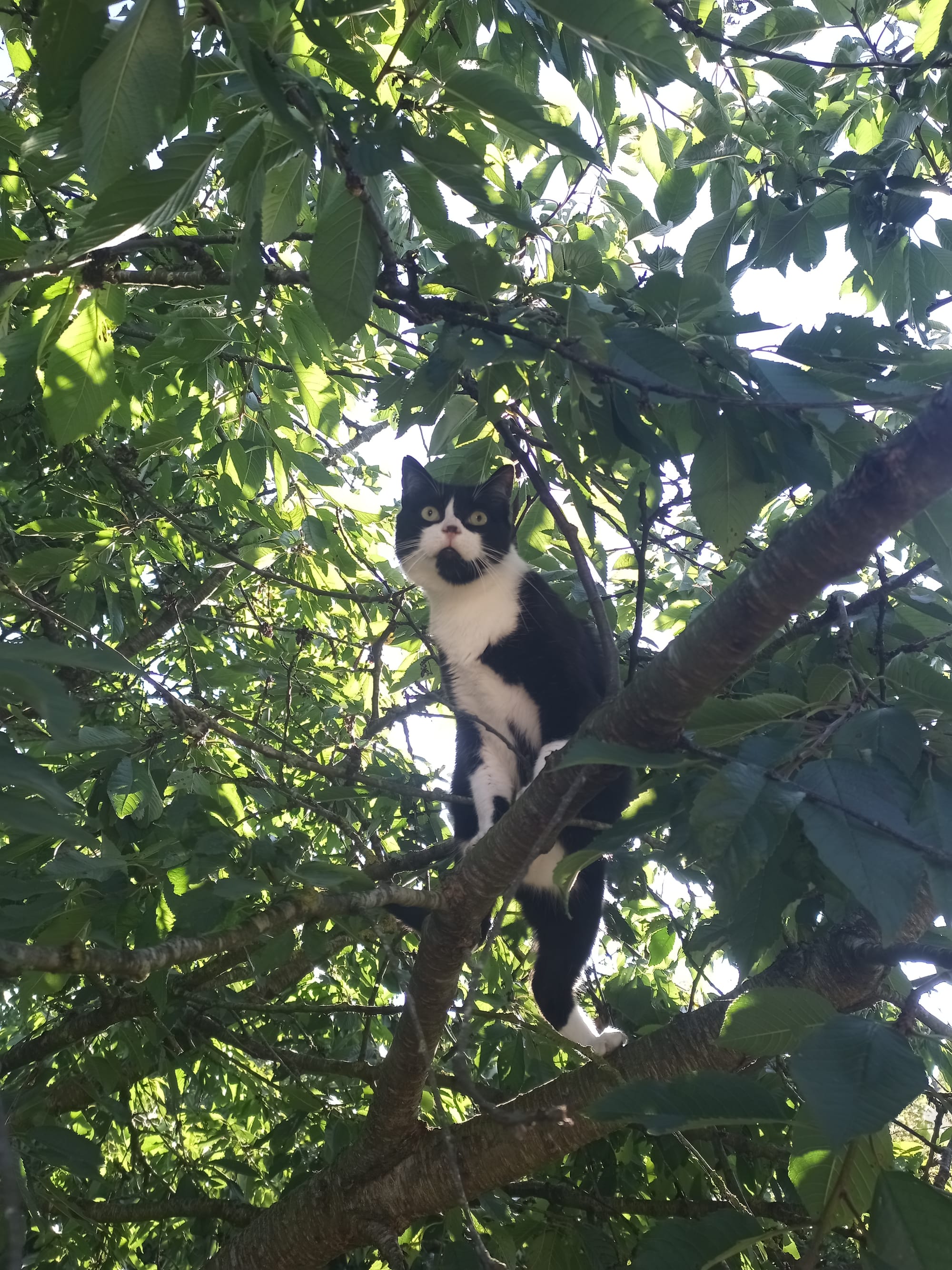 Sauvetage de chats