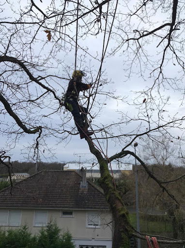 Taille et soins aux arbres