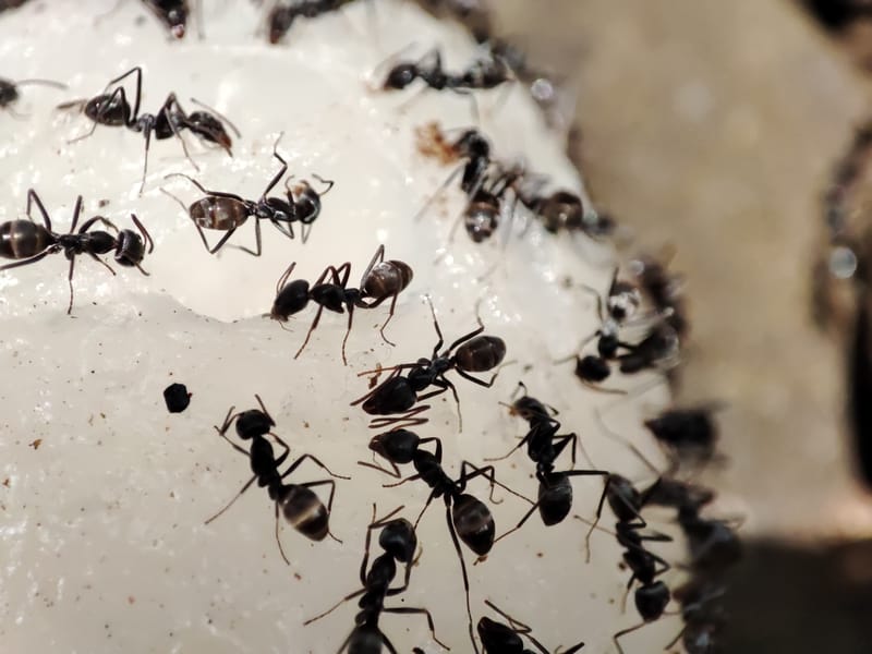 مكافحة النمل والنمل الابيض