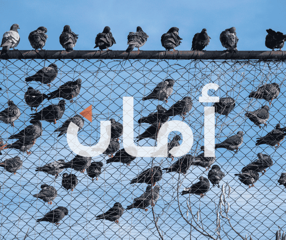 شركة مكافحة حشرات شبك الحمام