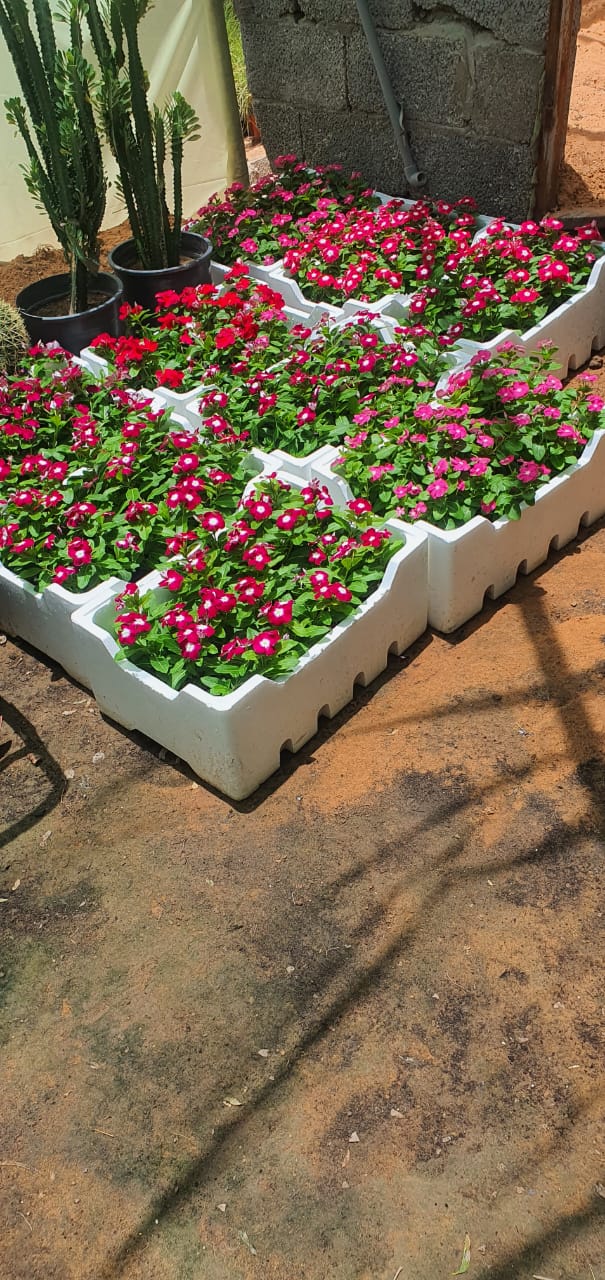 🌾 عشب طبيعي