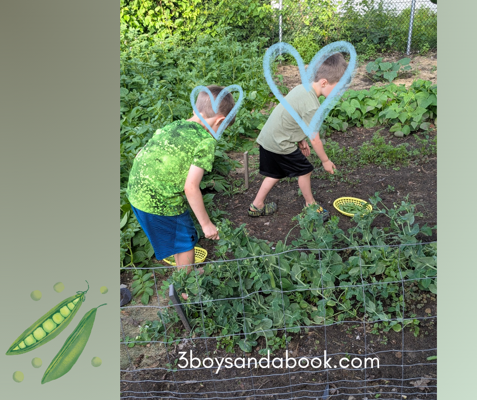 2 boys picking peas in a garden