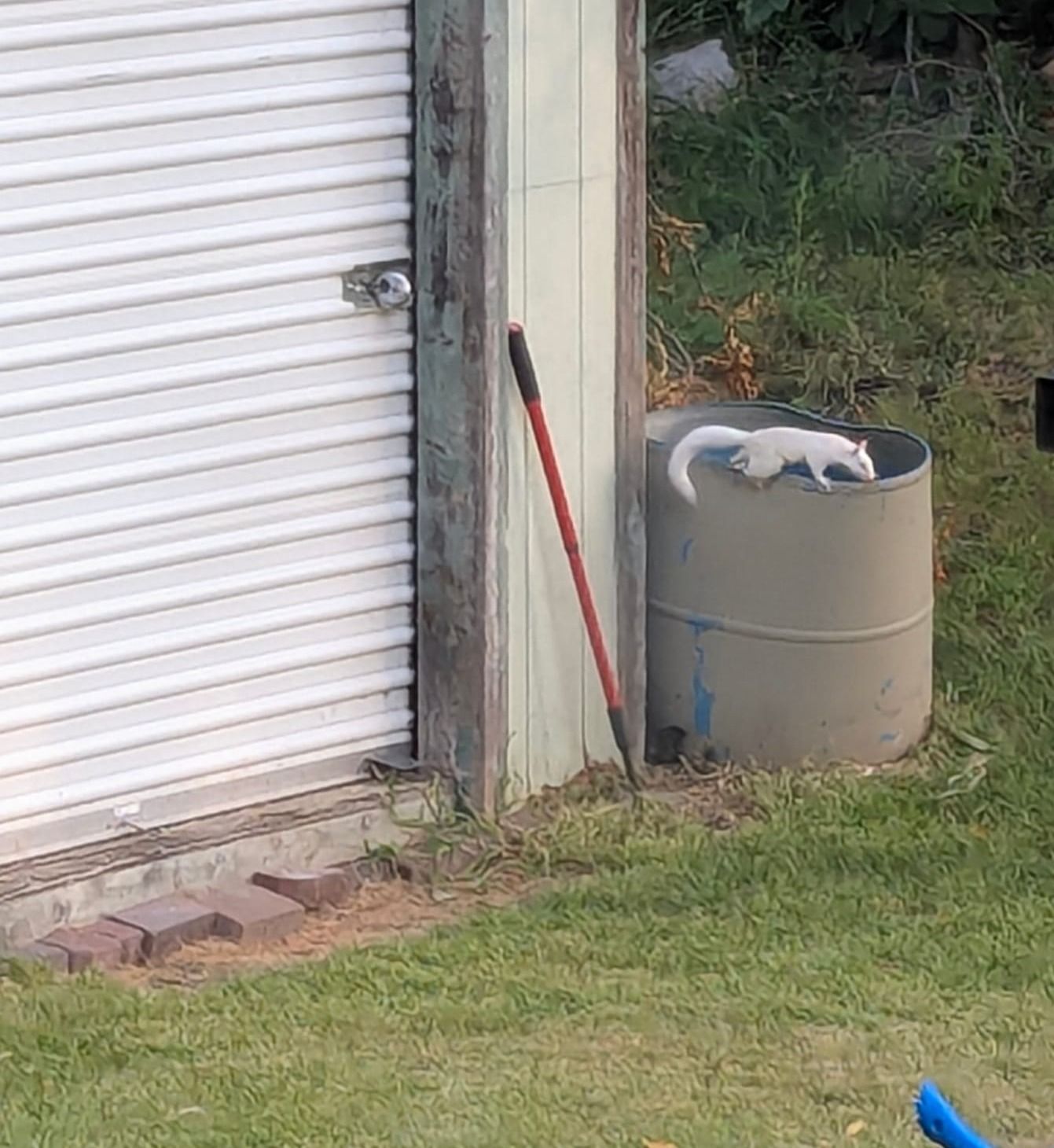 White squirrel on a compost bin
