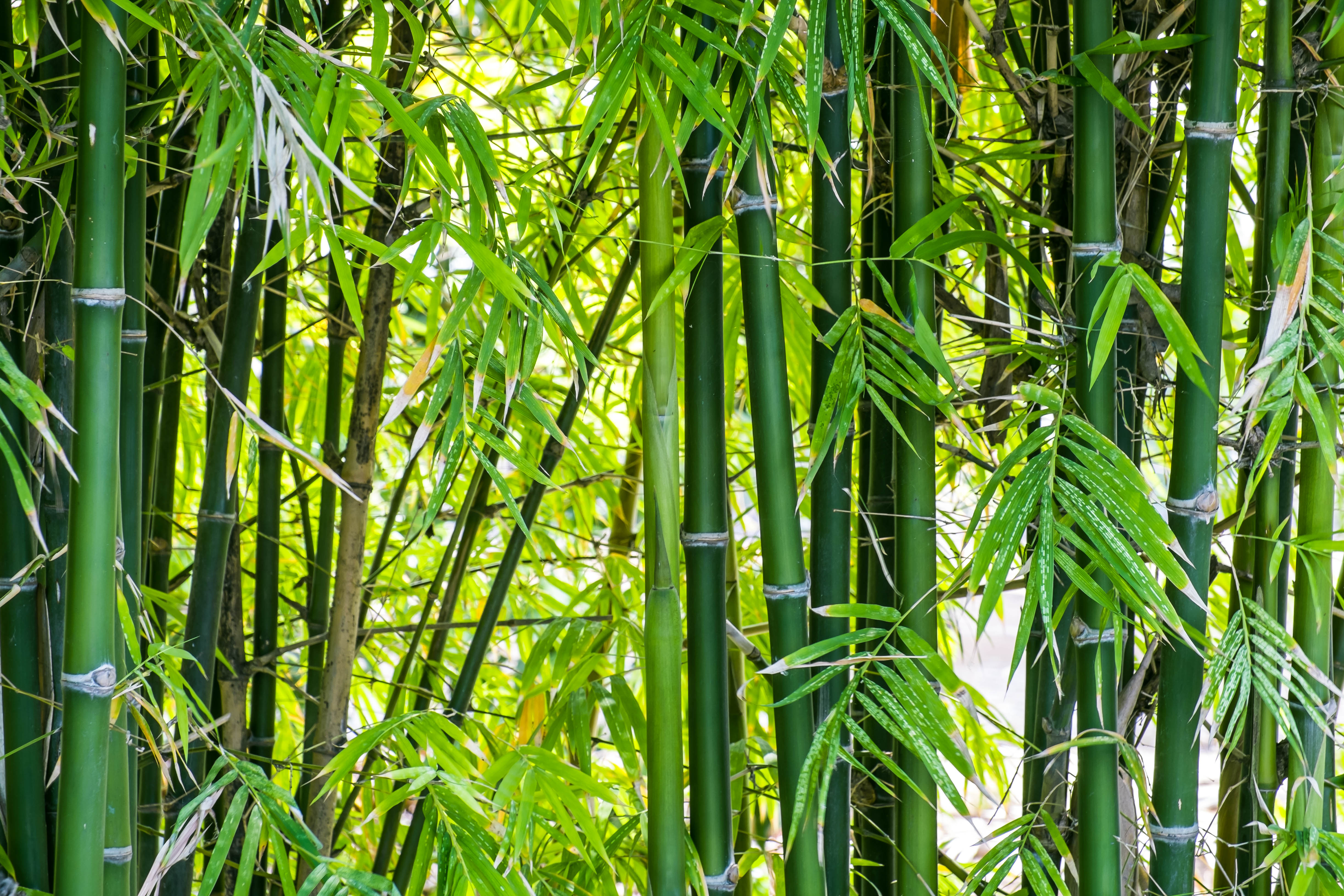 A photo of bamboo filling the bright sky