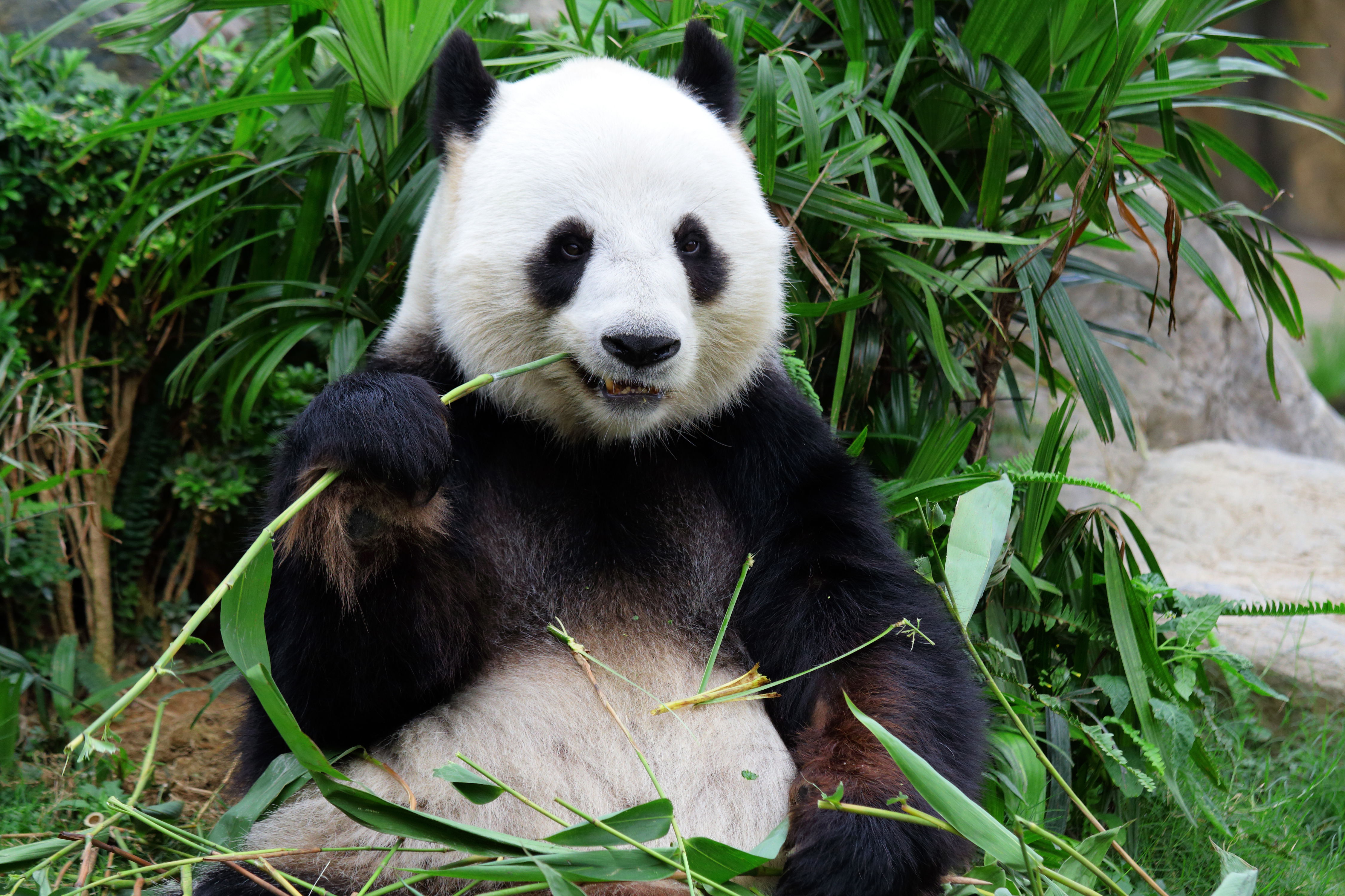 A photo of a large panda eating bamboo