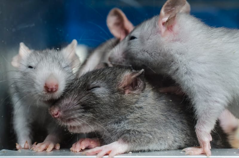 Masters - 10 Minutes - Starts at 7:45 PM