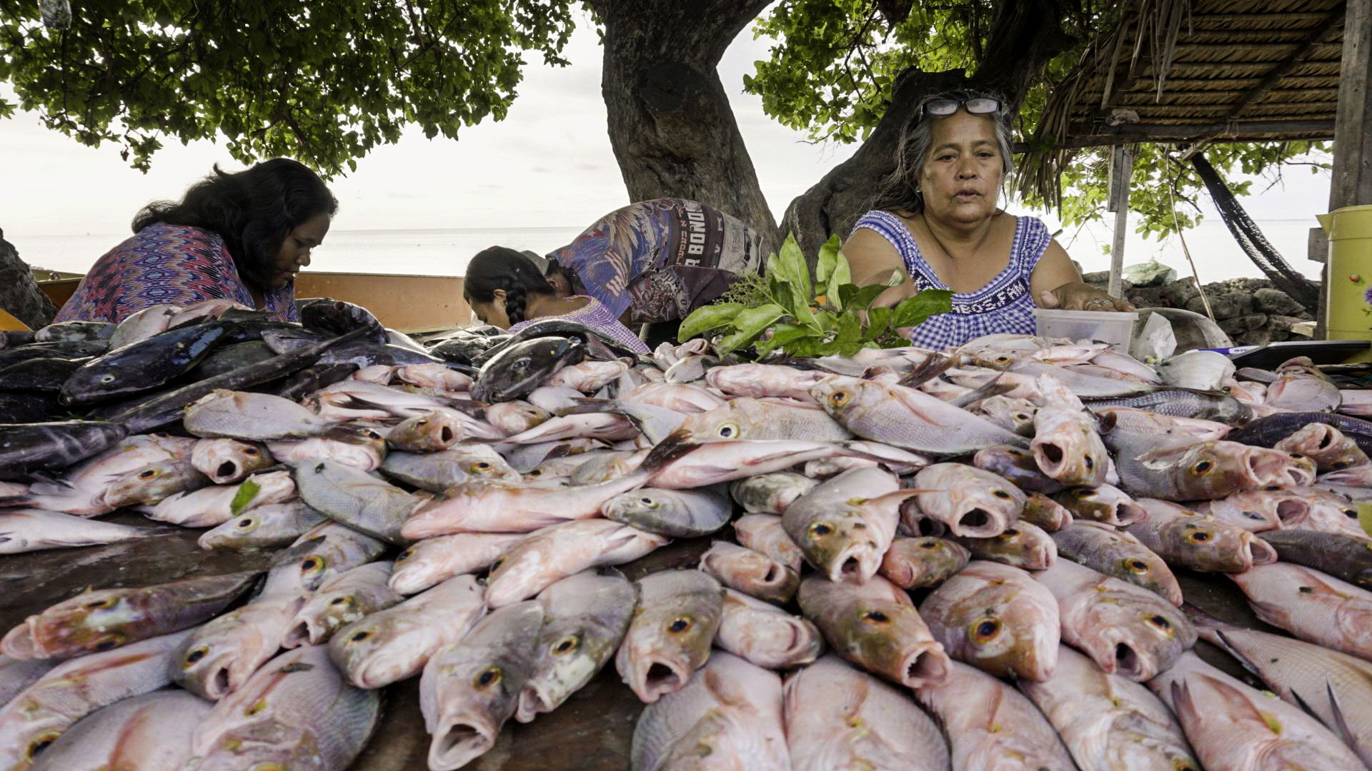 Kiribati National Coastal Fisheries Roadmap 2019-2036