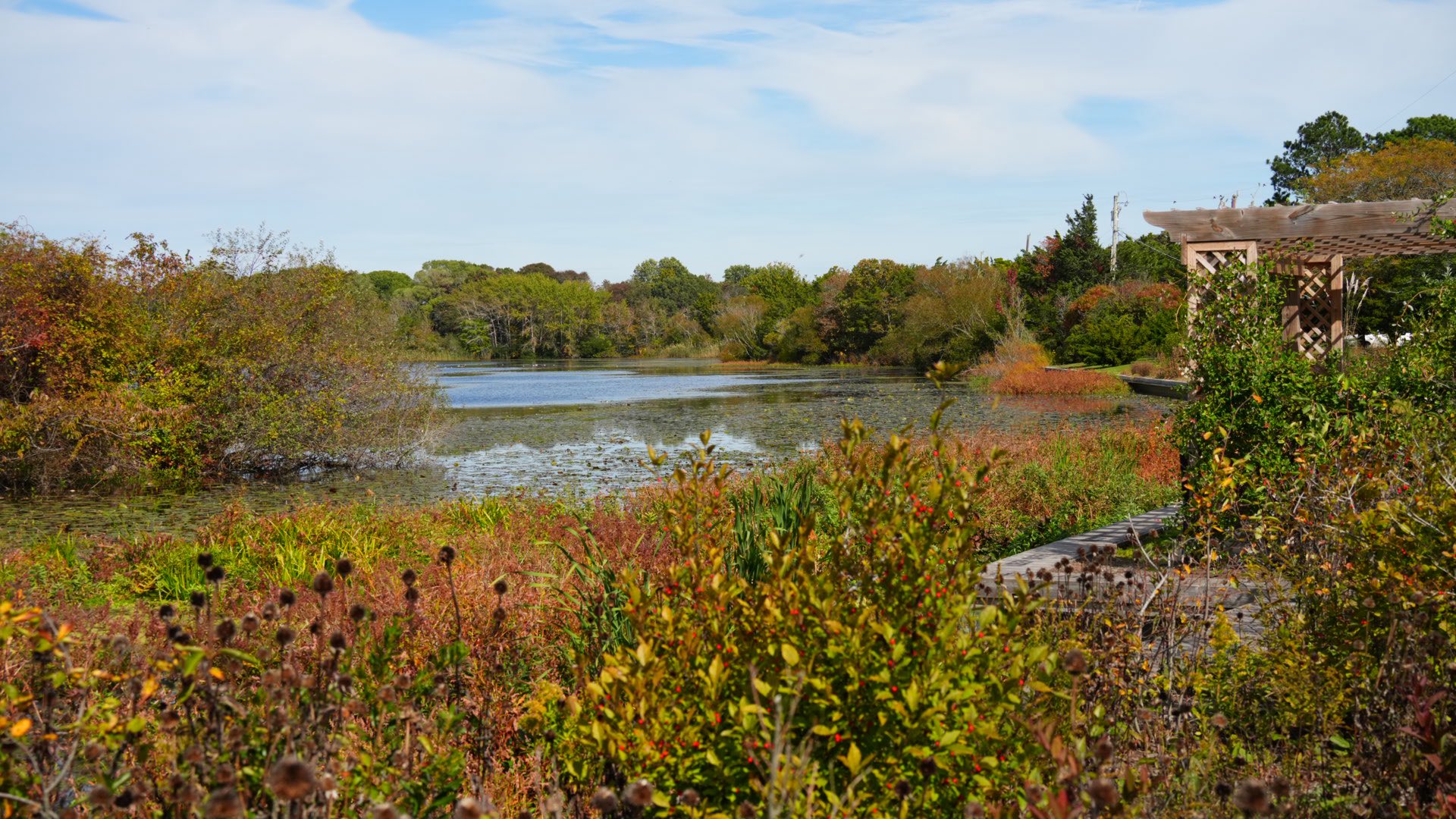 Lake Lily Island Restoration Update - Spring 2026
