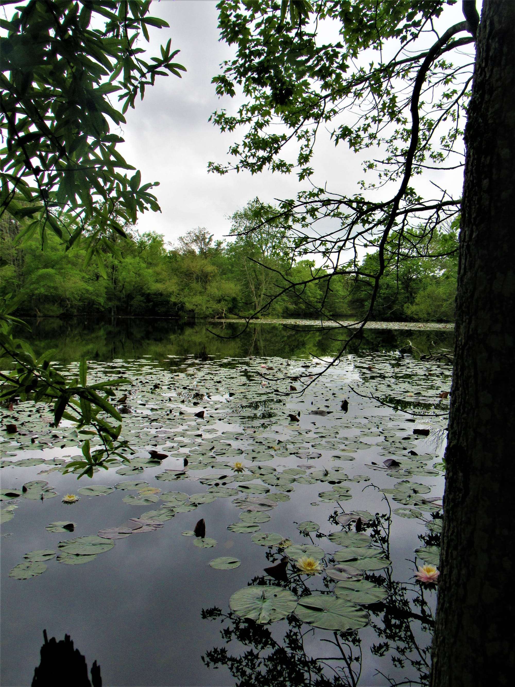 First Flush Stormwater Impacts in Coastal New Jersey
A Cape May County and Cape May Point, New Jersey Perspective