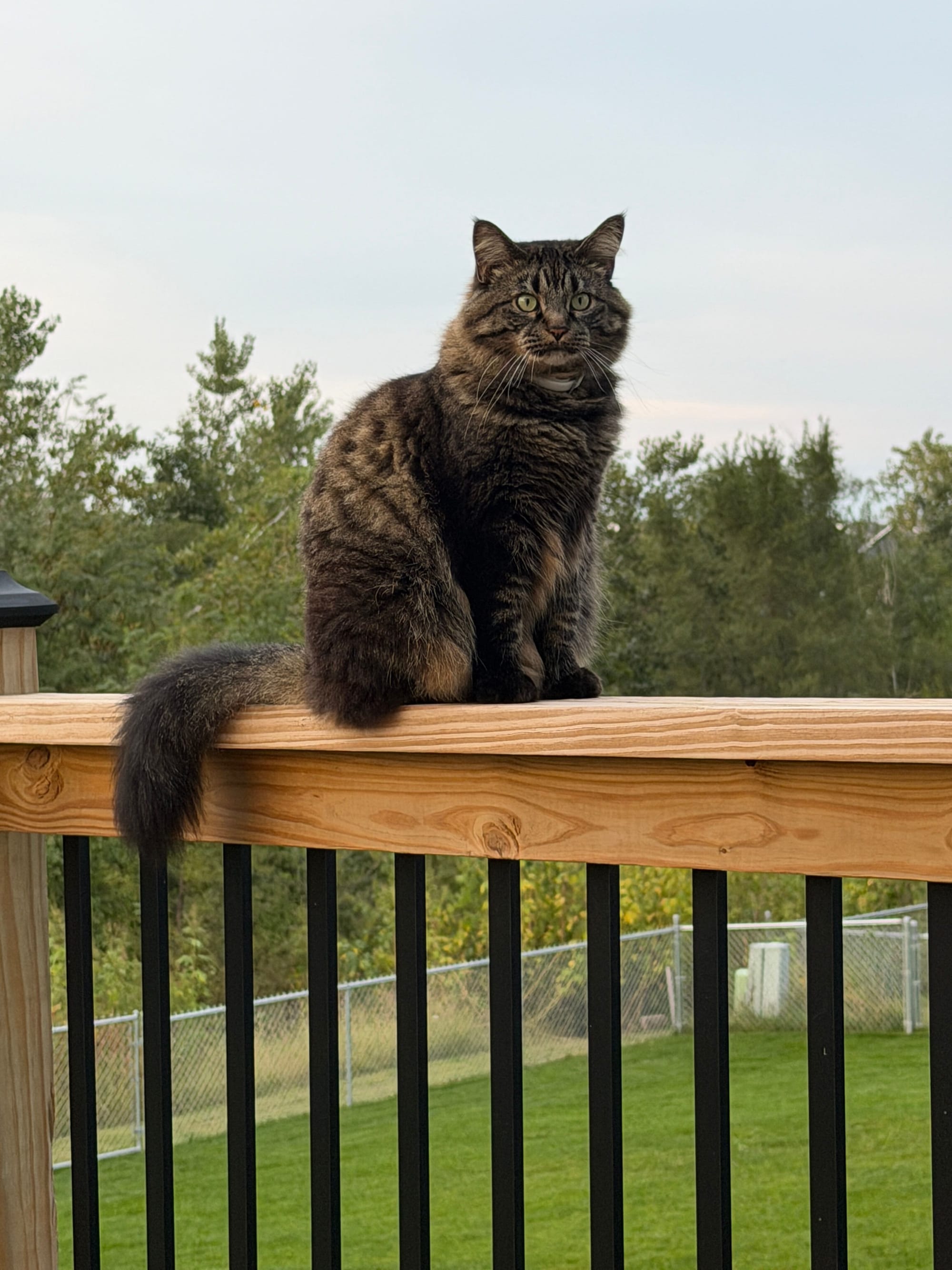 Writing can be a lonely job. I write a lot on my deck, and it is great to have Flo to keep me company. He will stay outside with me for hours.