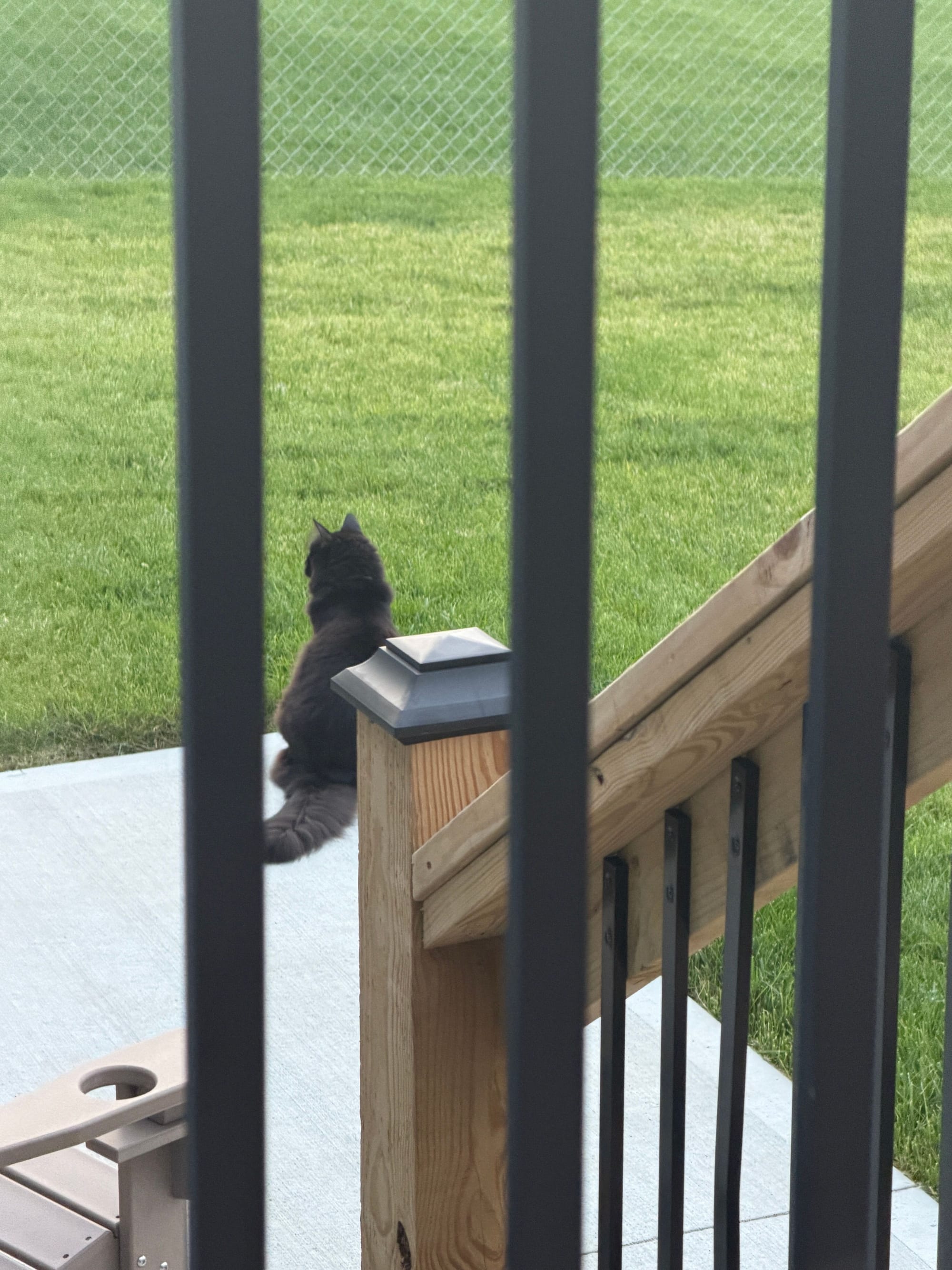 Pre does not stay on the deck with me when I write as long as Flo does, but when he is out there, he is on  the lookout to make sure no one, especially the dog next door, disturbs me.