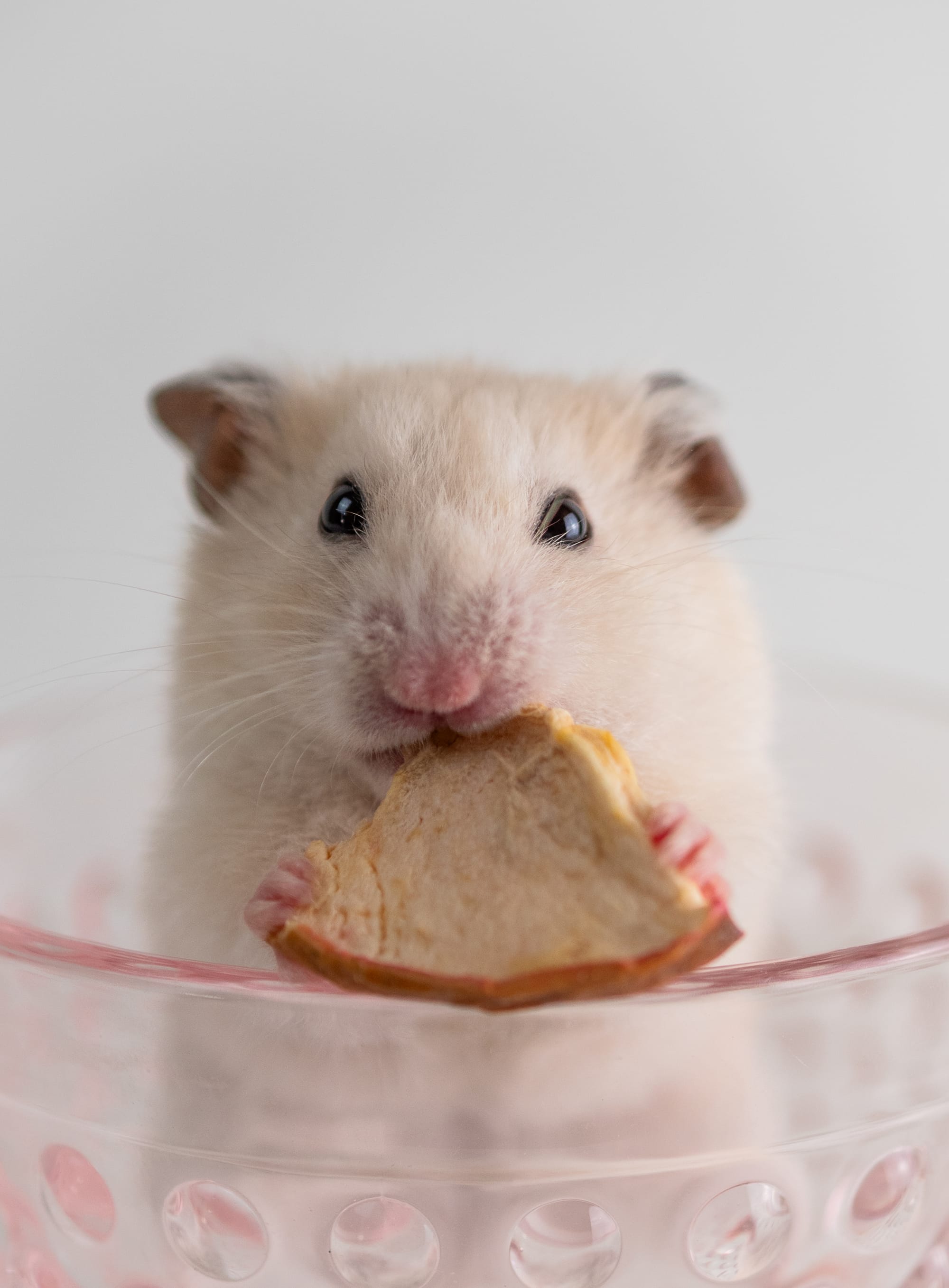 Für alle, die ihr Herz mit Fell, Federn oder Pfoten teilen