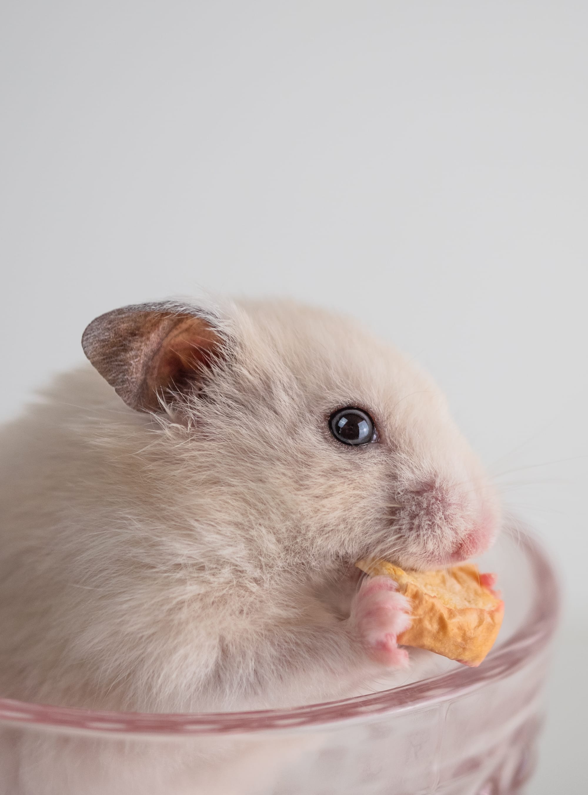 Für alle, die ihr Herz mit Fell, Federn oder Pfoten teilen