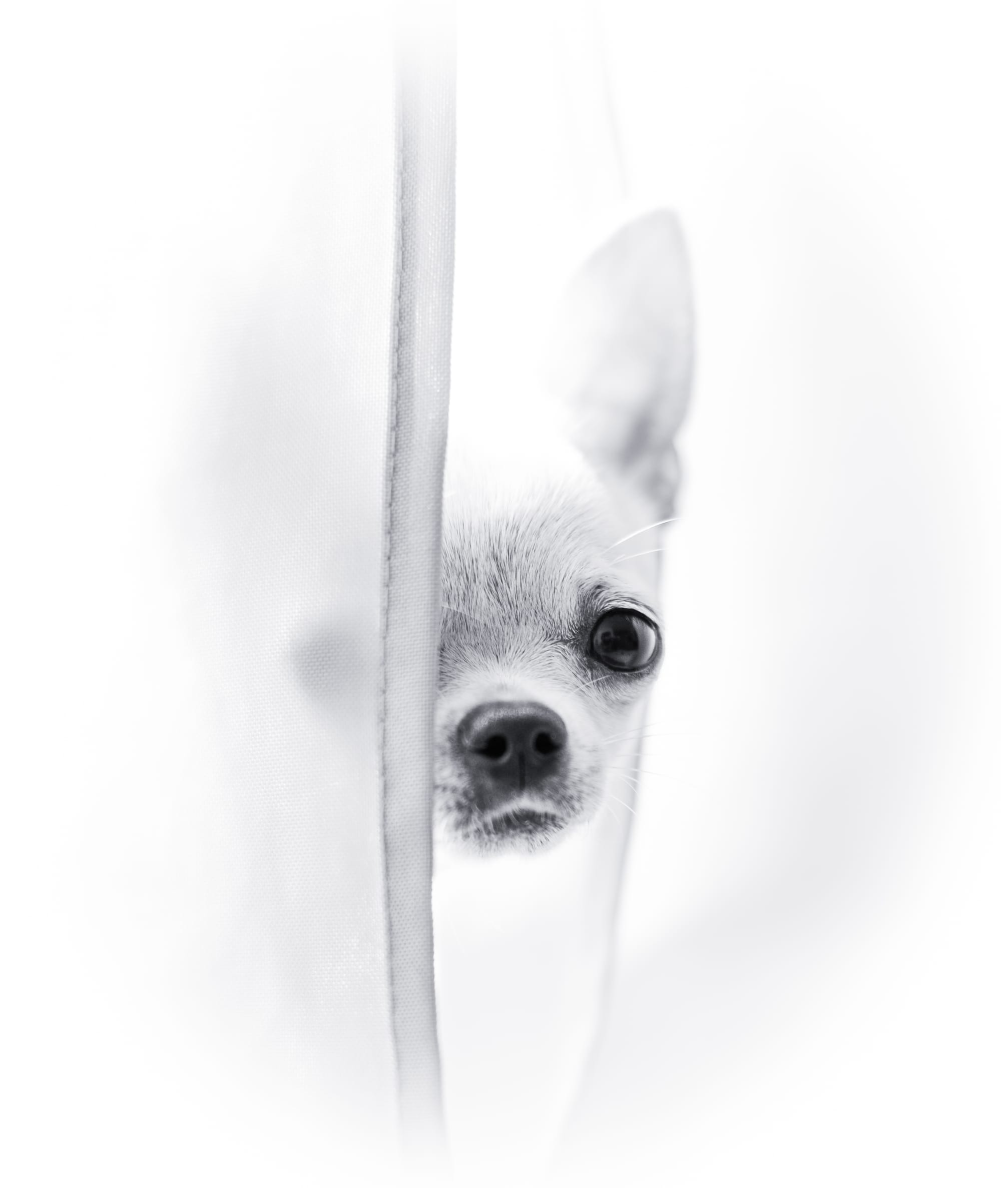 Für alle, die ihr Herz mit Fell, Federn oder Pfoten teilen