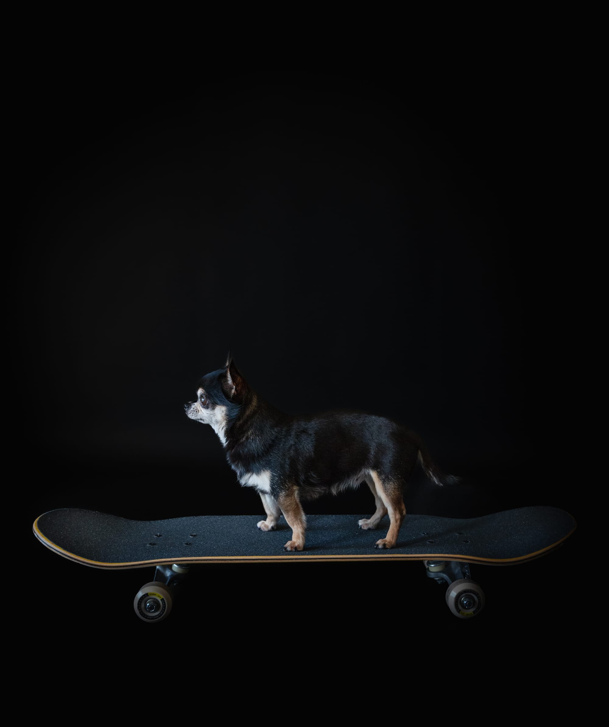 Für alle, die ihr Herz mit Fell, Federn oder Pfoten teilen